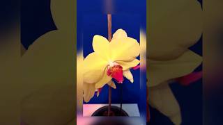 Orchid Doritaenopsis inmemory yaroslav nature flowers orchid plants youtubeshorts shorts ua [upl. by Nappy]