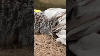 Painter decorator working at the zoo with meerkats 🎨 [upl. by Angelica]