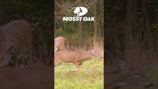 Buck Turns on a Dime for Doe  Mossy Oak Moments [upl. by Gregrory696]