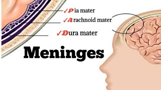 Meninges anatomy [upl. by Kensell]