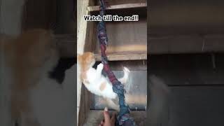 It is her  my kitten first time climbing up 😰😱🥳shorts catslover catshorts viralshort [upl. by Haroun]