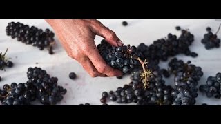 What is Carbonic Maceration in winemaking [upl. by Dunn]