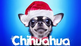 Chihuahua Dog Wallpapers  Chihuahua Photos  Essence Wallpaper [upl. by Dillie]