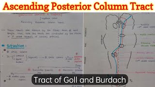 Fasciculus Gracilis and Fasciculus Cuneatus  Tract of Goll and Burdach  Ascending Tract [upl. by Namzaj94]