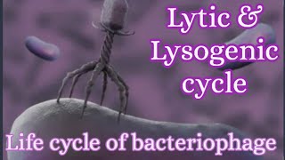 How bacteriophage replicatesLytic amp Lysogenic cycleLife cycle of bacteriophagemicrobiology [upl. by Ahsemal]