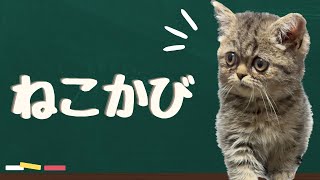 【子猫動画】緊急事態発生！猫カビってなんなん？【ブリティッシュショートヘア キジトラ】皮膚糸状菌症 [upl. by Patin52]