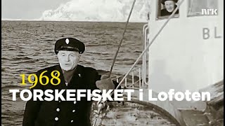 Torskefisket i Lofoten  1968 [upl. by Ayatnahs325]