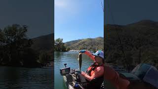 Brenda finishes her day in Markley Cove lakeberryessa spottedbass kayakbassfishing bassfishing [upl. by Cattima]