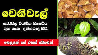 වෙනිවැල් ගැටවල ඖෂධීය ගුණ  Health benefits of Venivel geta [upl. by Lira17]