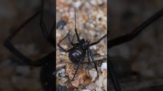 Is the Black Widow spider Really Deadly [upl. by Ajnot]