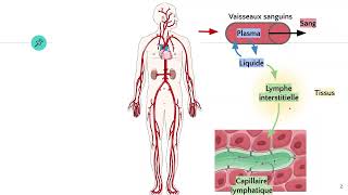 Le système lymphatique 😷 [upl. by Shaina]