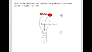 528 Understand not memorize metabolism Ubiquitin Proteasome System and Autophagy [upl. by Orsa]