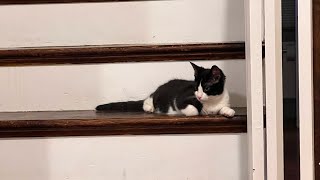 Kitkat Playroom Paralyzed Kitten Anna Climbs Stairs [upl. by Amann]