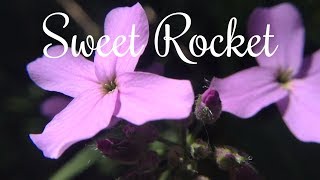 Sweet Rocket Hesperis matronalis Purple Wildflower [upl. by Eaver306]