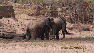 Namibia erleben  Teil 5  Wüstenelefanten im Hoanib Rivier [upl. by Brote]