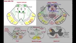 Midbrain simplified sections of internal structure [upl. by Acinemod]