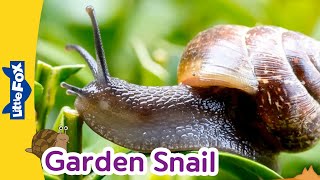 Meet the Animlals  Garden Snail  Gastropods  Stories for Kindergarten [upl. by Hershel444]