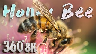 Learn About Honey Bees in VR  A 360° Virtual Reality Field Trip [upl. by Dnalyar]