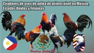 Criadores de aves de pelea de primer nivel en México Estados Unidos y Filipinas [upl. by Hagan]