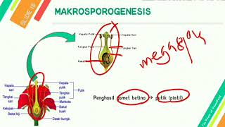 GAMETOGENESIS PADA TUMBUHAN MIKROSPOROGENESIS amp MEGASPOROGENESIS [upl. by Dnartreb834]