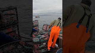 Commercial Crabbing Adrenaline Rush Thread the Needle with all 300 pots fishtough crab crabbing [upl. by Brad]