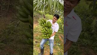 Ada yang tau ini jenis pisang apa [upl. by Kornher]