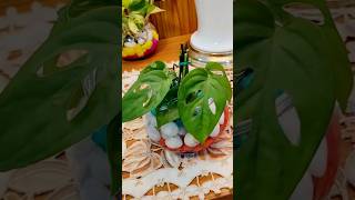 Easy steps for Monstera plant Propogation in water trending shorts monsteraplant ytshorts [upl. by Attinahs929]