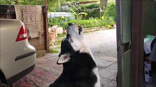 Alaskan Malamute is howling with a large break between [upl. by Giulia]