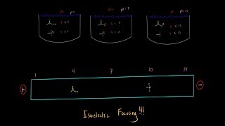 Isoelectric Focusing becomes Super Simple using this Trick Biochemistry MCAT Part 1 [upl. by Dranyl]