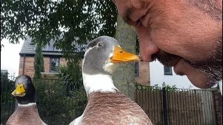 🦆 Beak to Nose 👃 with wild Call Duck [upl. by Selyn521]