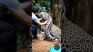 Anaconda and cheetah are two friends😍😍😍❤️❤️❤️ animals wildlife shorts [upl. by Harty]