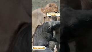 lion attack warthog animals animal warthog warthunder shorts shortvideo lionhunting viral [upl. by Nibaj]