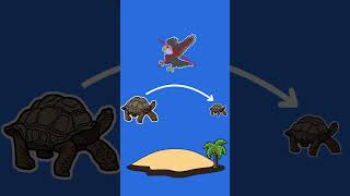 The Island Rule How Islands Transform Animal Evolution [upl. by Vashtee]