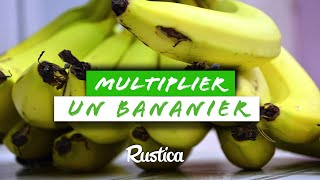 Comment multiplier un bananier nain cultivé en pot [upl. by Sayette310]