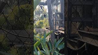 Siamang Gibbons playing at Melbourne Zoo🦥ytshorts funny uniqe apewildlife gibbonshorts [upl. by Assirod]