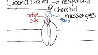 Ion Channels [upl. by Trout]