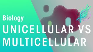 Unicellular vs Multicellular  Cells  Biology  FuseSchool [upl. by Rento]