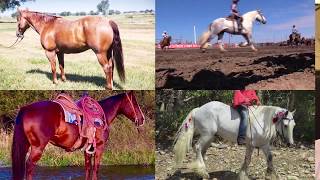 BLS September 2019 Horse Sale Promo [upl. by Durrace541]