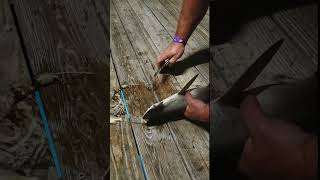 Catch and release Bonnethead Shark night fishing Florida Keys at Cheeca Lodge and Spa Islamorada [upl. by Ennairek]