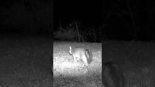 Curious Creek Crawl A Gray Foxs Nighttime Adventure 🦊🌙 GrayFox SmokyMountainsWildlife [upl. by Levitus]