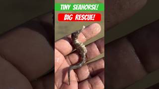 Seahorse Rescue Saving a Tiny Ocean Marvel shorts seahorses fishing [upl. by Virgil]