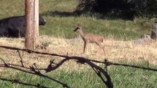 Orphan Fawn Hanging out with Cows [upl. by Vizza]