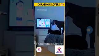 Doraemon Lovers 🥰 Tommy Pintu Watching Doraemon  Cute dog funny dog cutepuppy funnydogs [upl. by Saire]