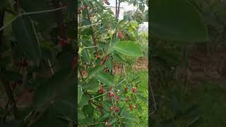 Amelanchier lamarckii sweet fruit 1healingnature fruit [upl. by Anelhtak230]