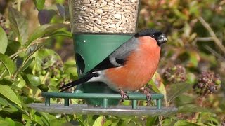 Bullfinch in January on The Peckish Bird Feeder [upl. by Uranie]