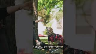 Master Dog Heel Training Guide Quick amp Easy Tips animalsquad funnypets facts [upl. by Asilat]