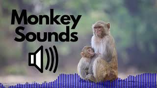 Monkey Sound Effects Screeching  Squeaking  No Copyright [upl. by Enatan]