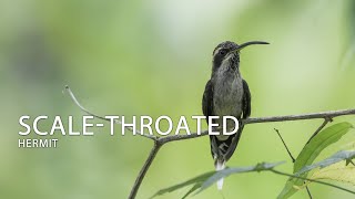 Scalethroated Hermit hummingbird colibrí beijaflor picaflor Brazil [upl. by Ledba]