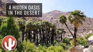 Borrego Palm Canyon Trail Hike 4K  AnzaBorrego Desert State Park California [upl. by Rozalin]