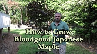 How to grow Bloodgood Japanese Maple with a detailed description [upl. by Fe]